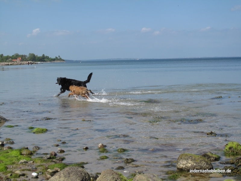 Hundefreude