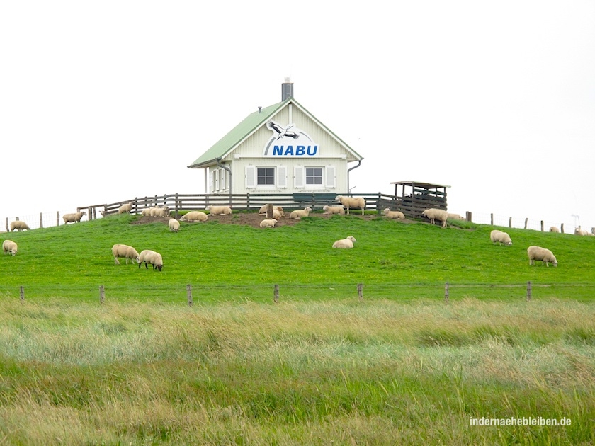 Hamburger Hallig