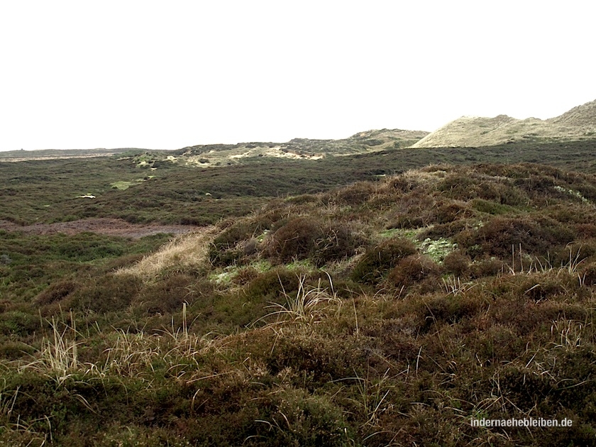 Heide Morsum