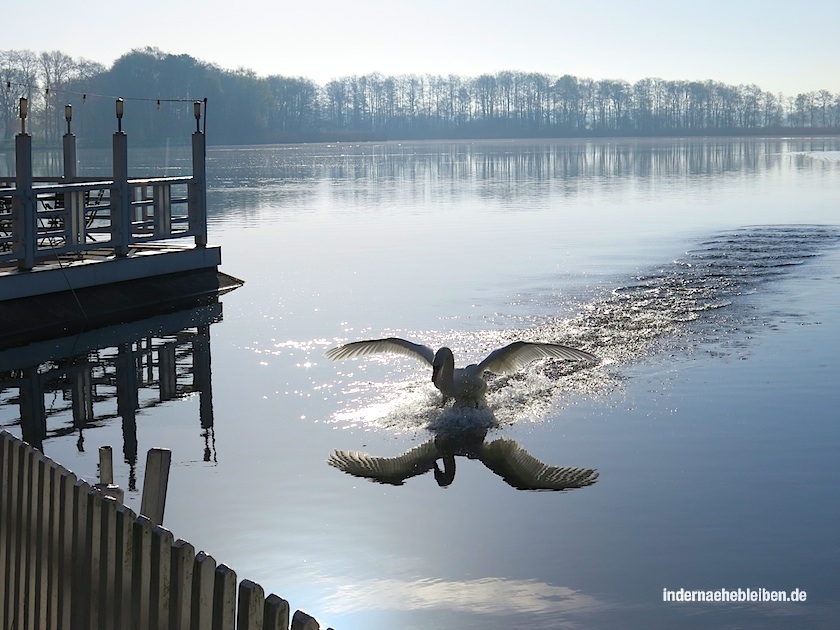 Schwan
