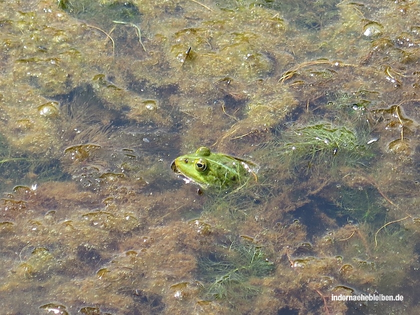 Frosch