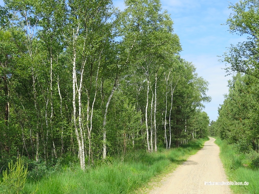 Radweg Steinhuder Meer