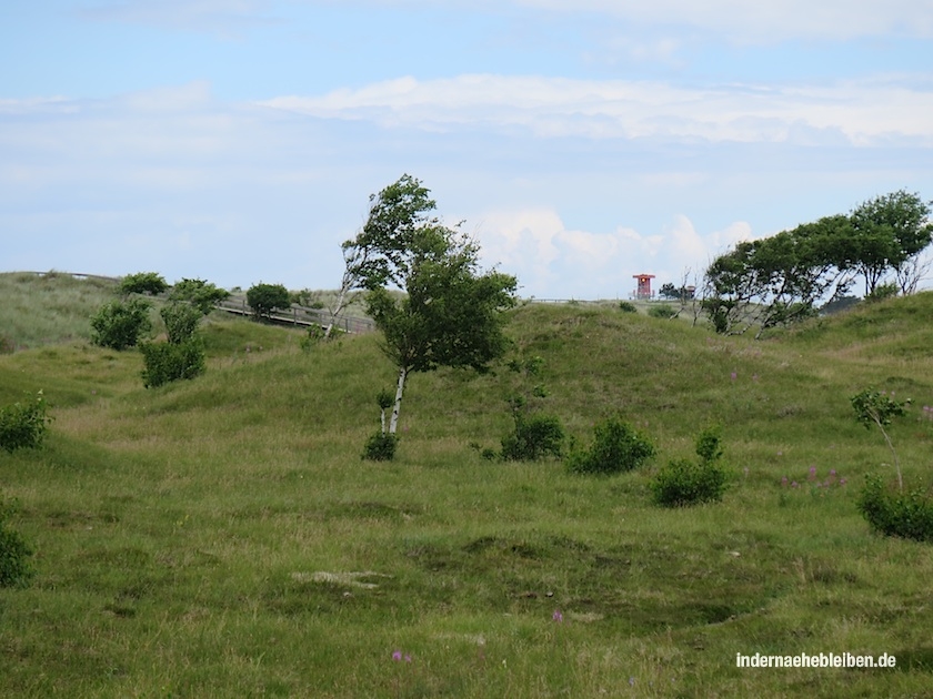 Duenenheide