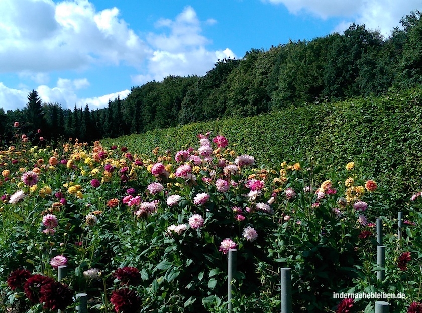 Dahlien