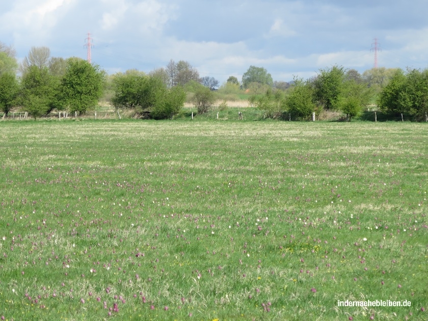 Schachblumenwiese