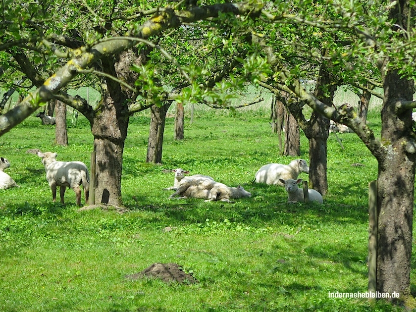 Garten alter Obstsorten