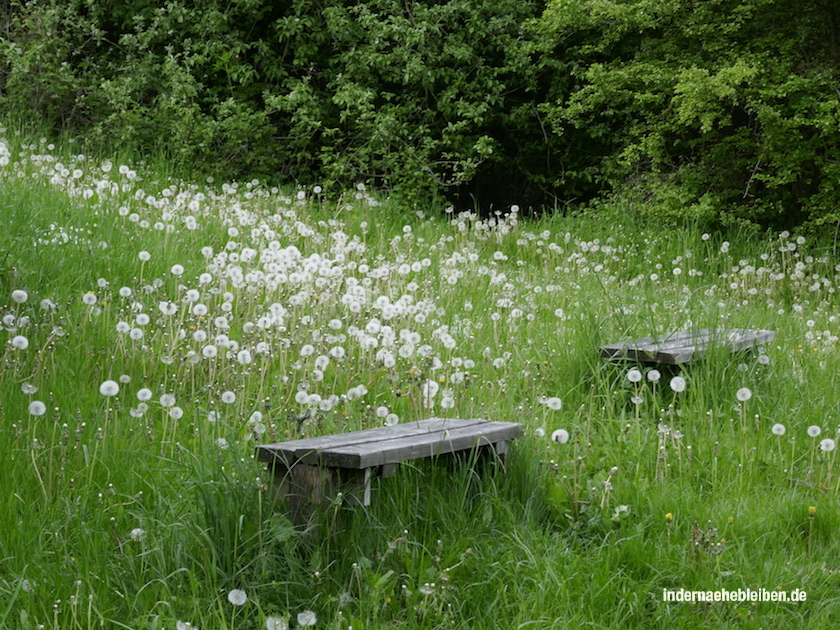 Pusteblumen