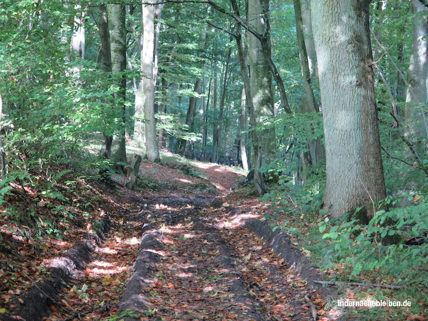 Wald