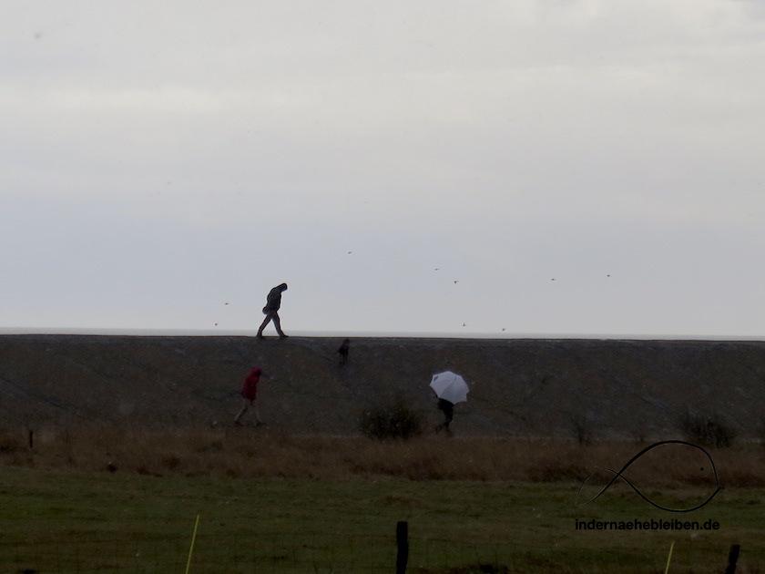 Teerdeich Amrum