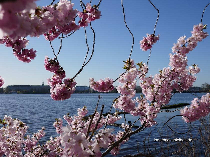 Hamburg genau kirschblütenfest wo Japanisches Kirschblütenfest