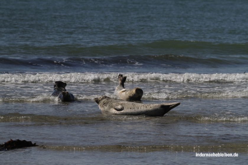 Robbe Meer