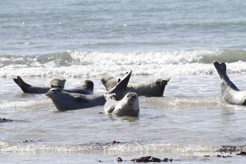 Robben auf Helgoland