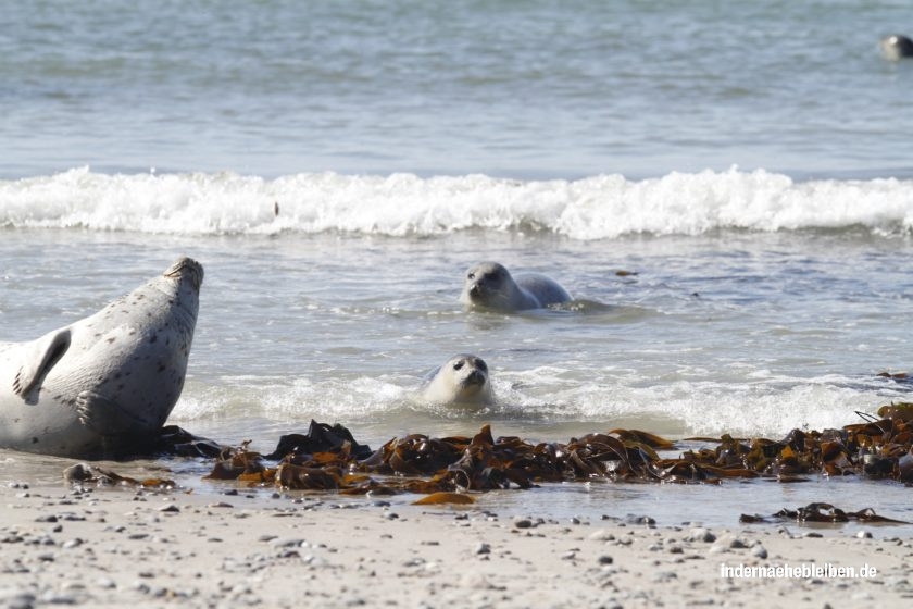 Robben am Strand