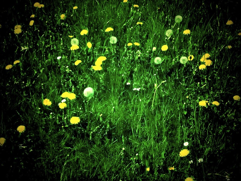 Fruehling
