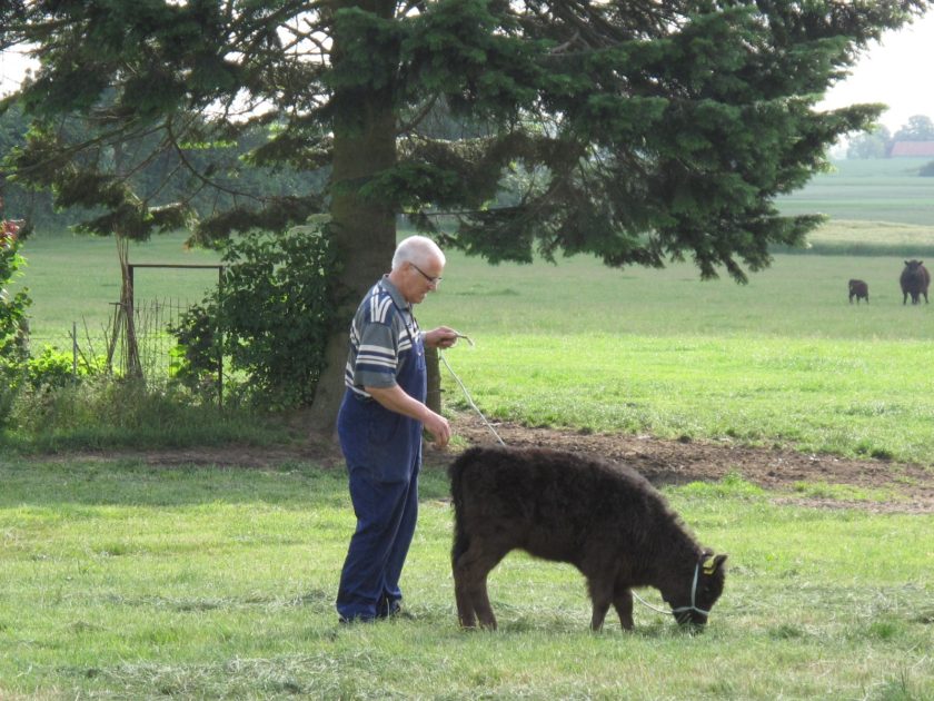 Kalb