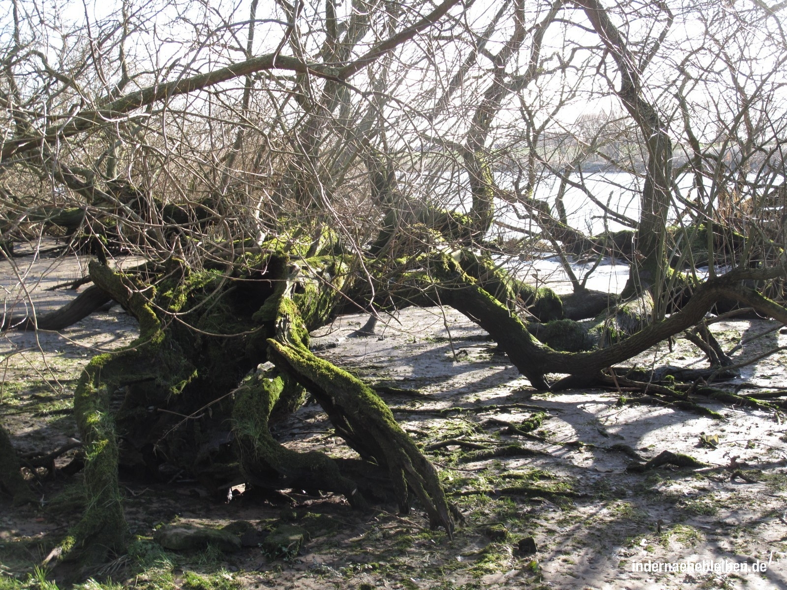 Ents