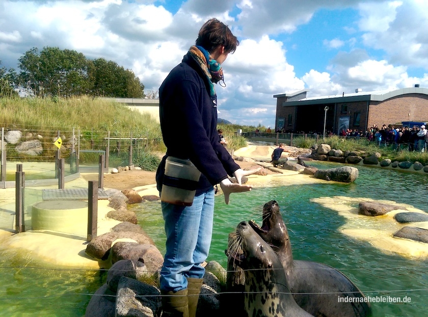 Seehundstation Friedrichskoog