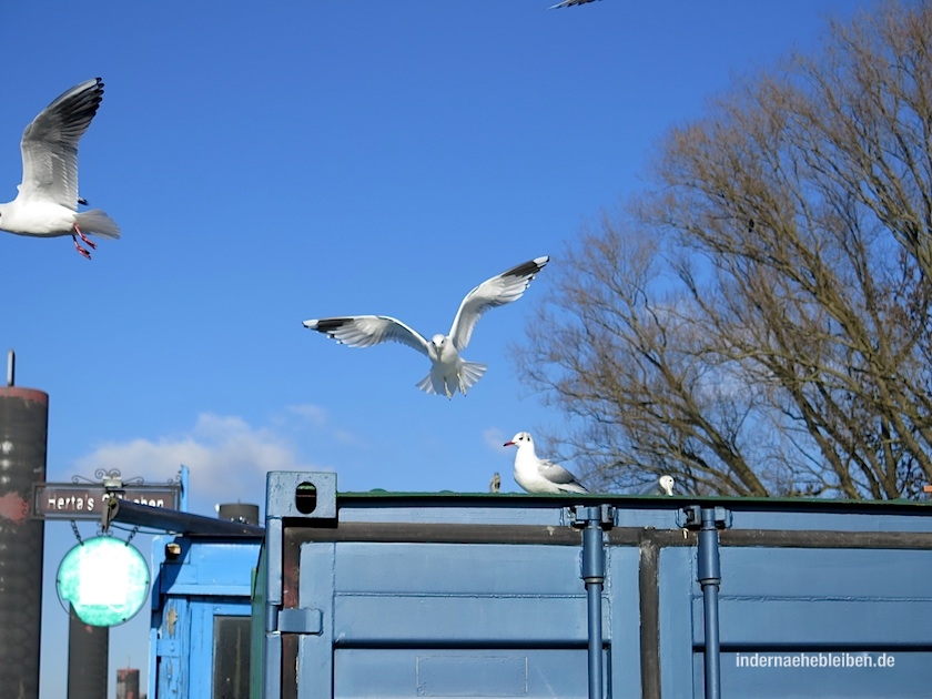 Möwe im Flug