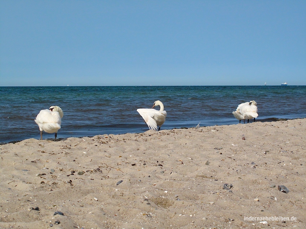 Schwäne am Strand