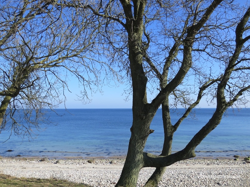Baum am Meer