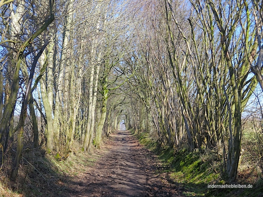 Hohlweg