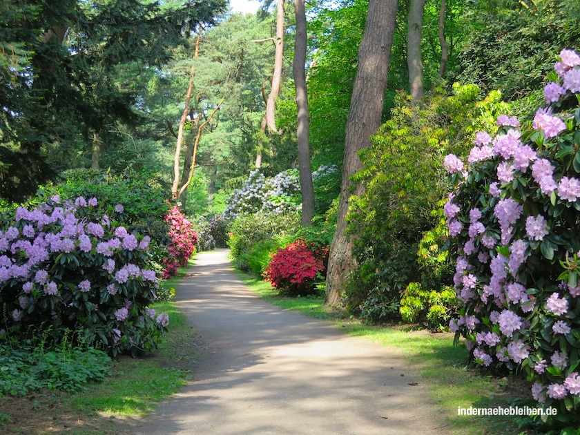 Rhododendronpfad