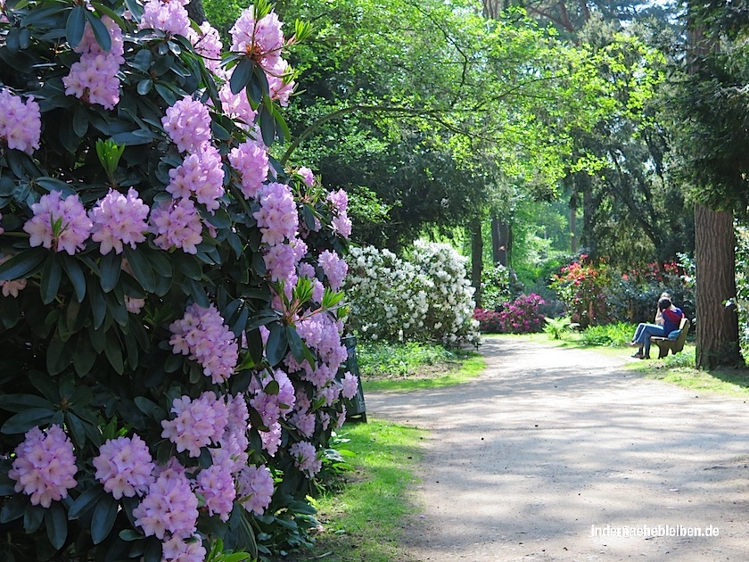 Rhododendronpfad Stadtpark