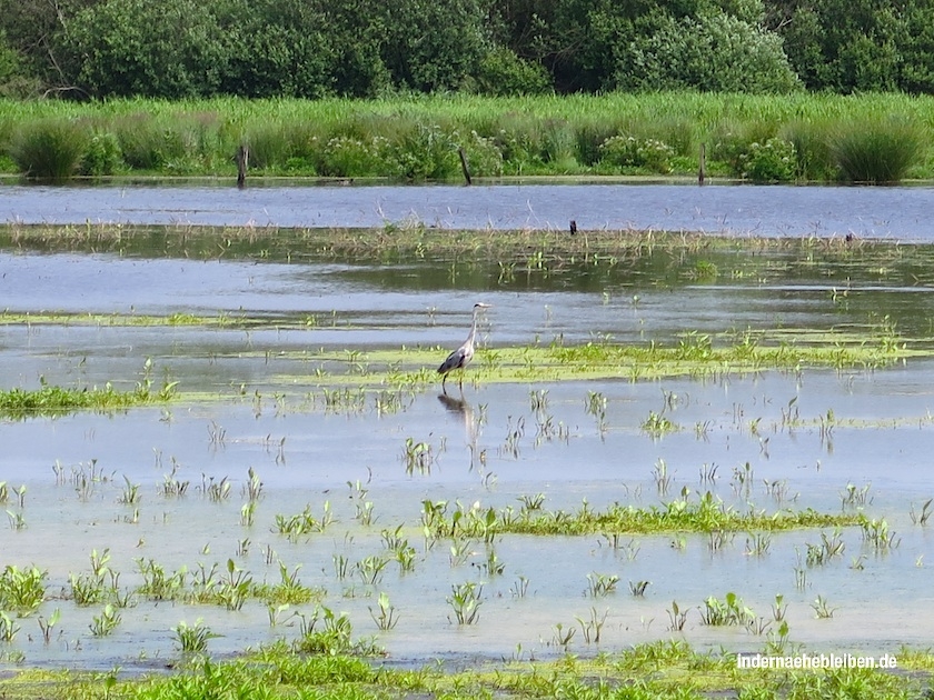 Meerbruchwiesen