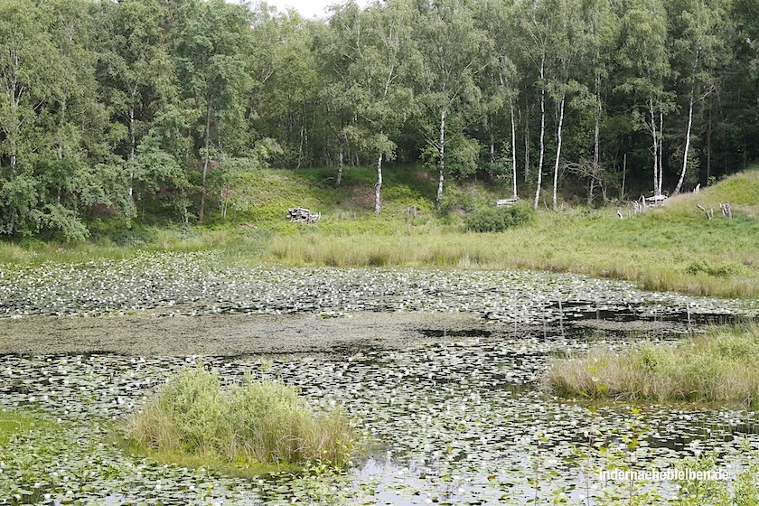 Seerosenteiche Steinhuder Meer