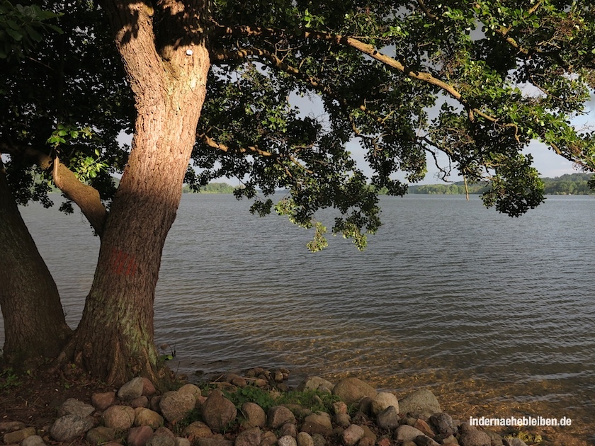Baum