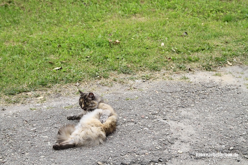 Katze
