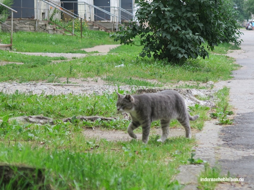 Katze