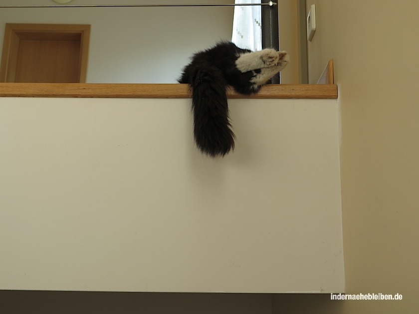 Katzenpfoten