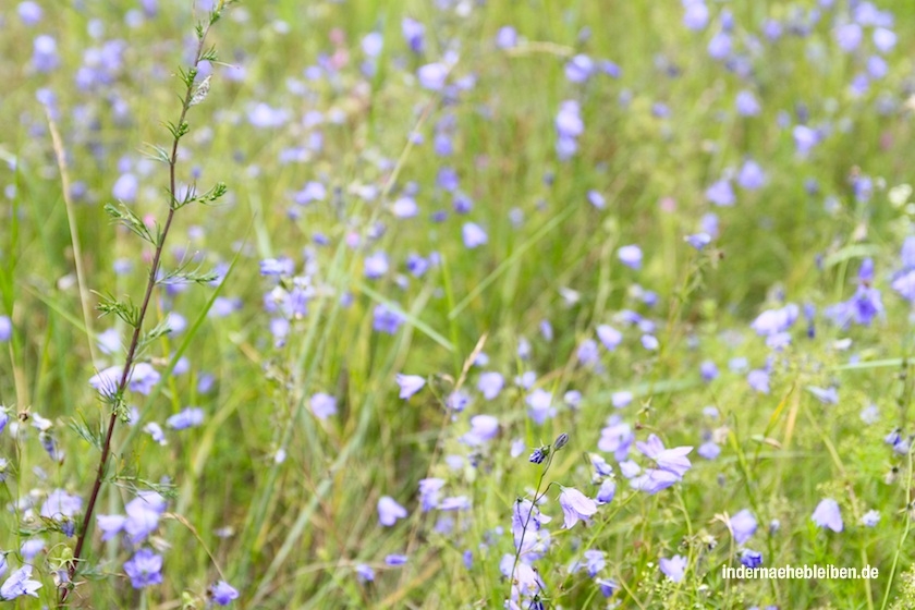 Sommerwiese