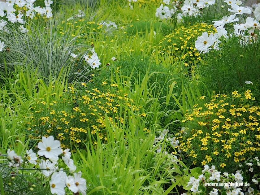 blumenwiese