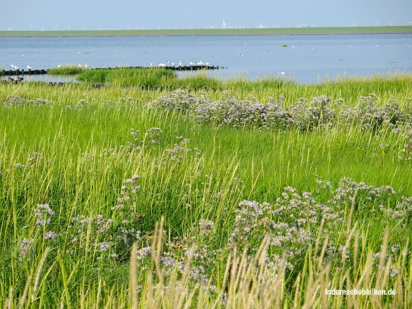 Strandastern