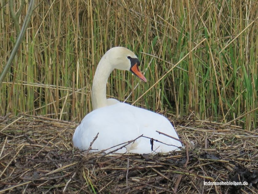 Schwan