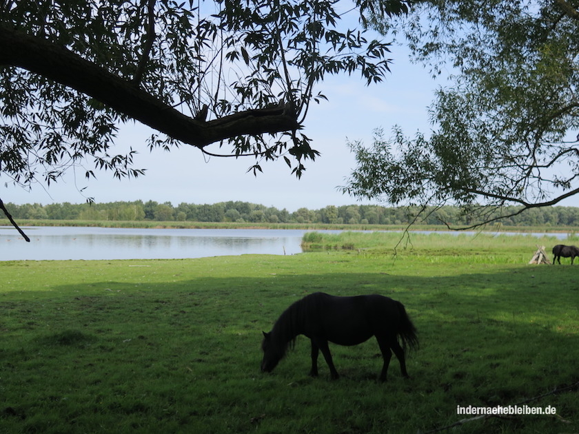 Pony