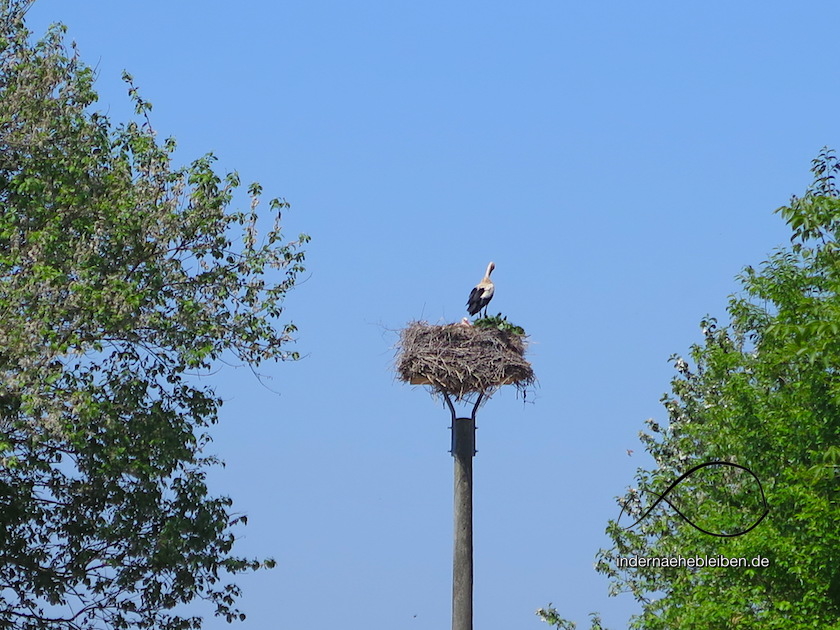 Storch