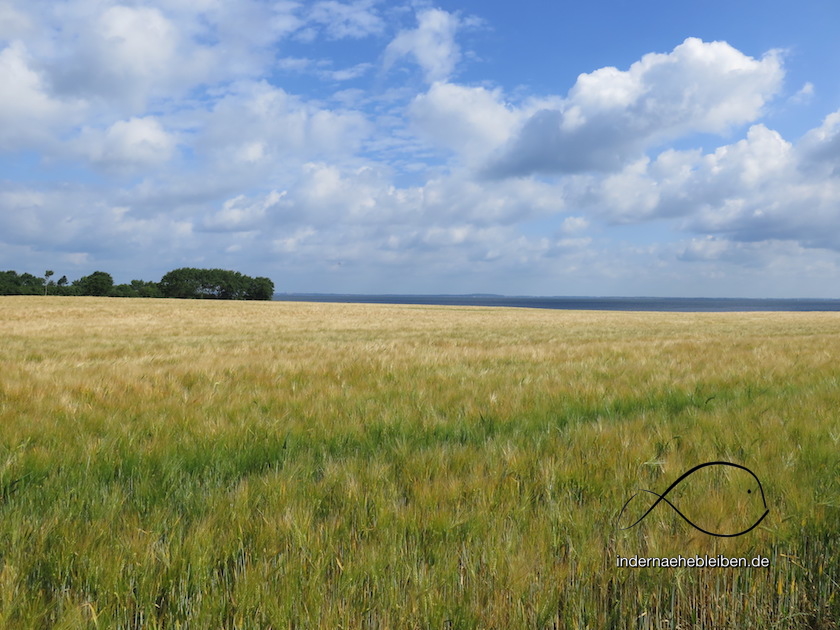 Feld