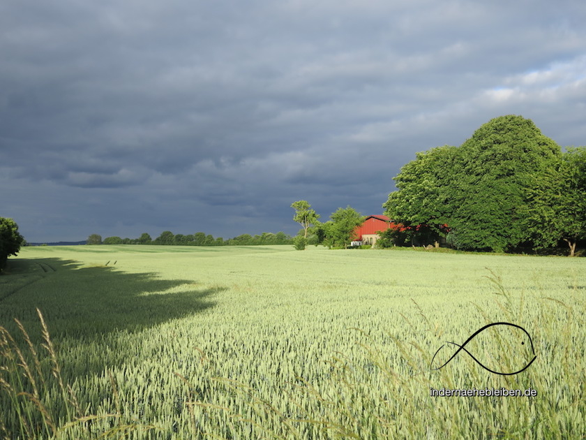 Feld