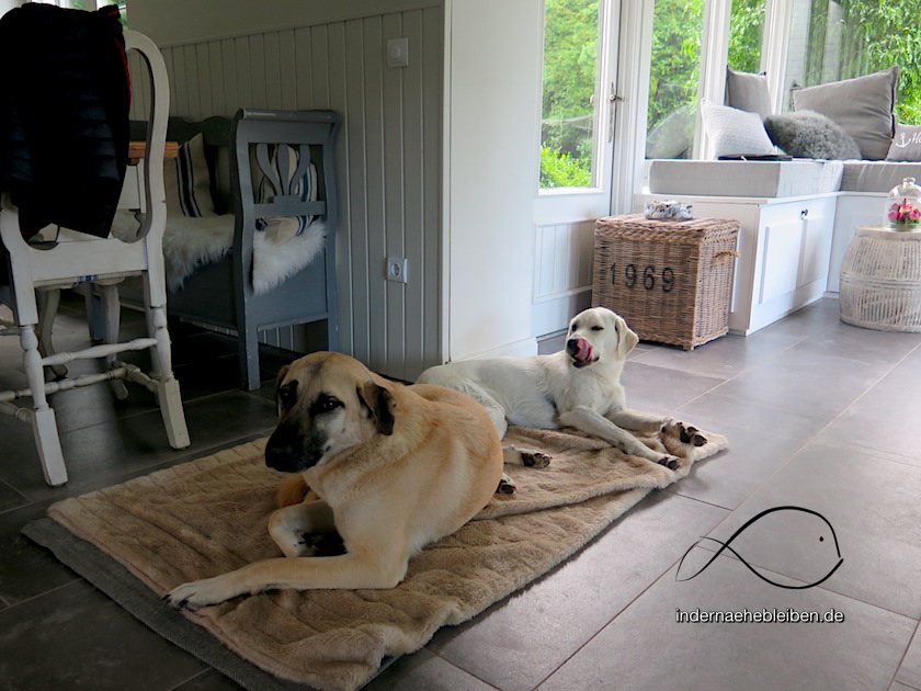 Hunde