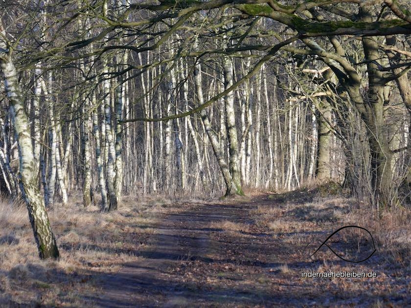 Wittmoor