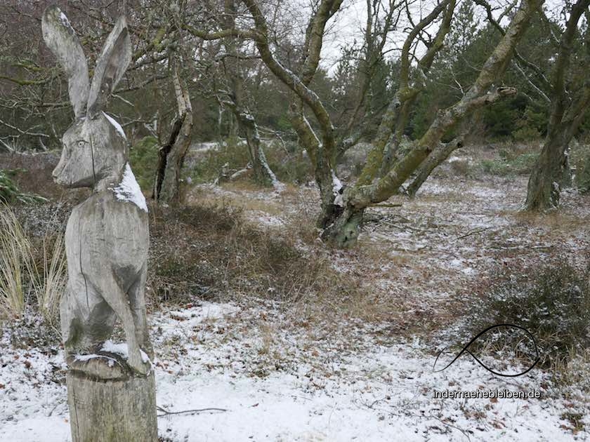 Hase