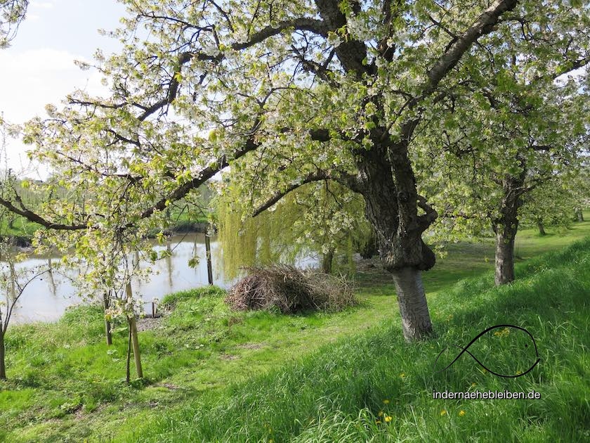 Fruehling Altes Land