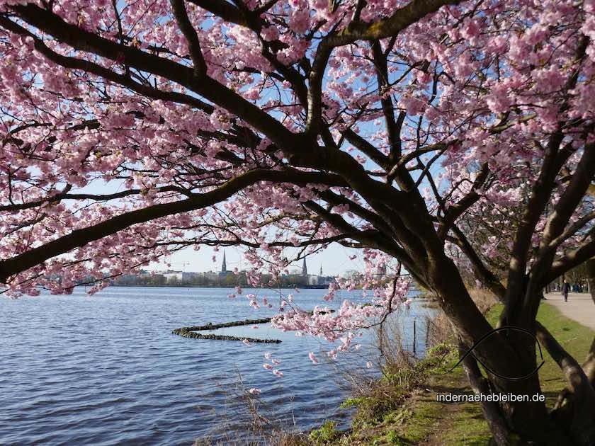 Alster Kirschbaum