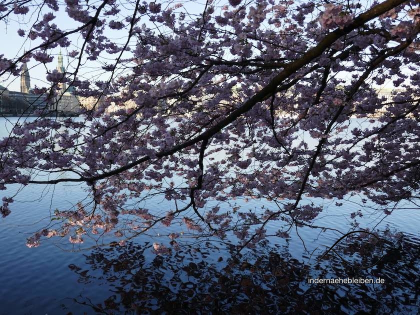 Cherry Blossom