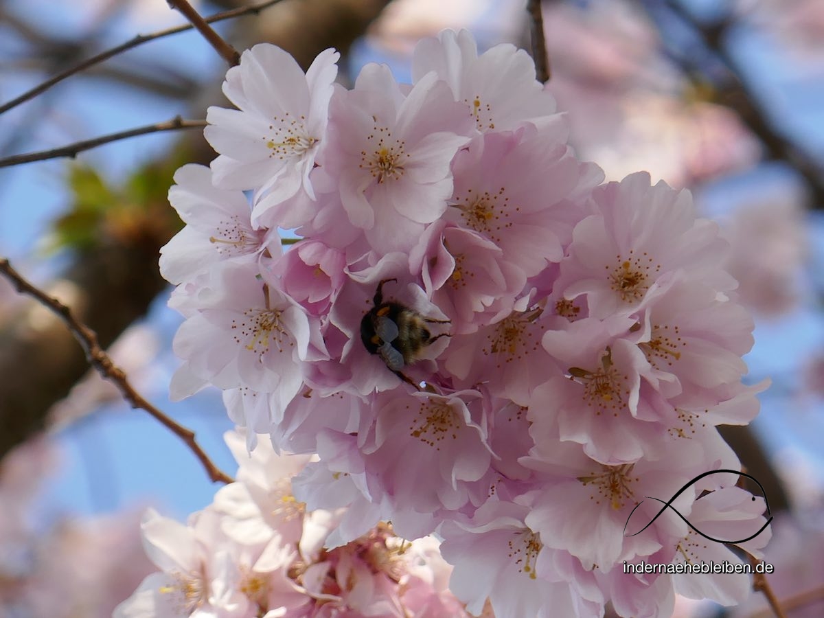 Kirschbluete mit Hummel