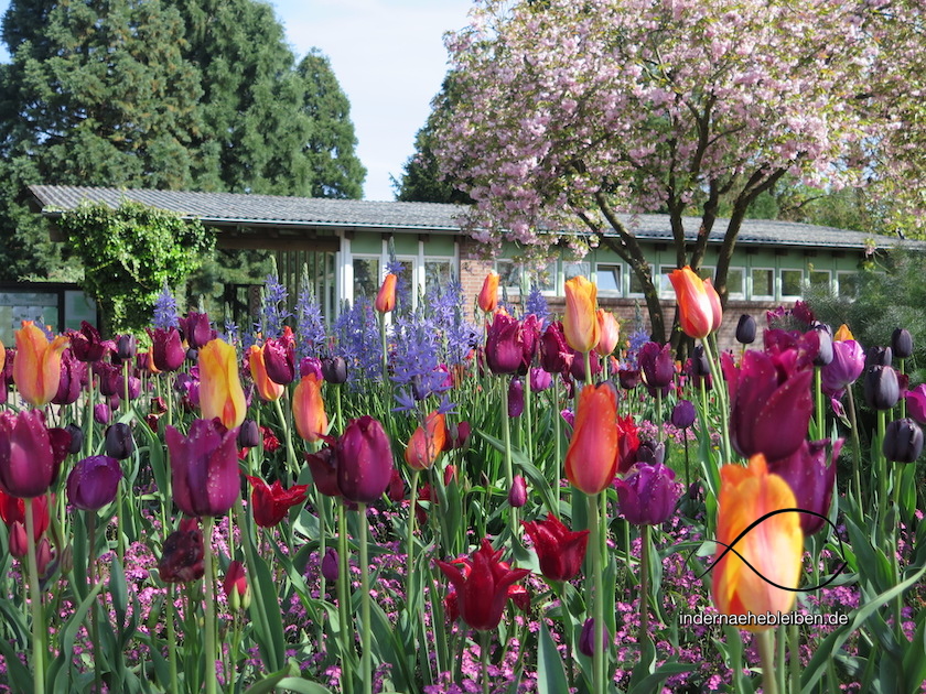 Tulpen