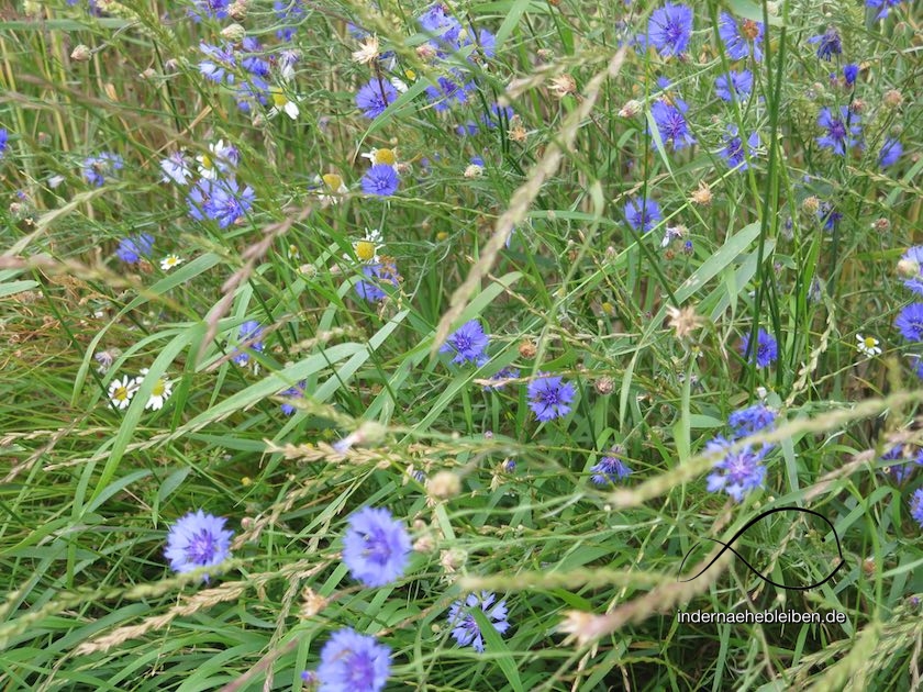 Kornblumen